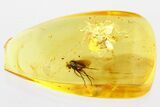 Detailed Fossil Long-Legged Fly (Dolichopodidae) in Baltic Amber #346662-1